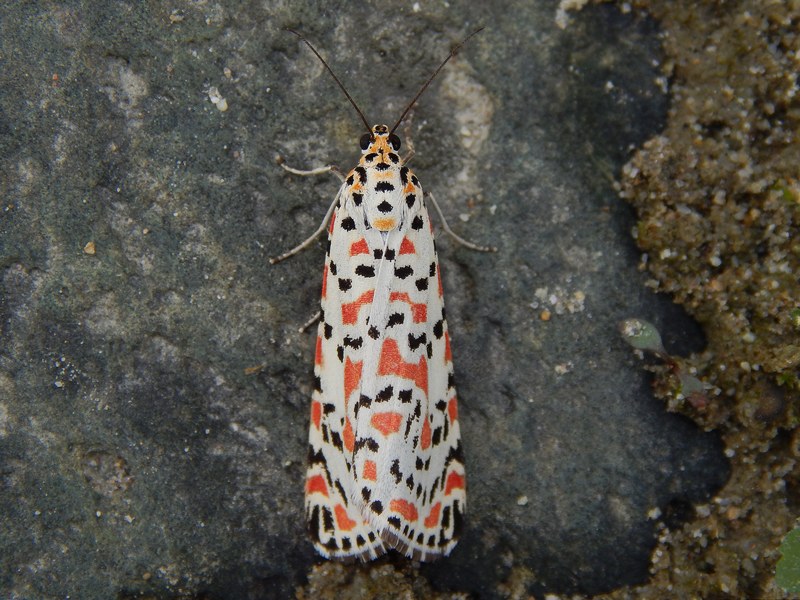 Utetheisa pulchella